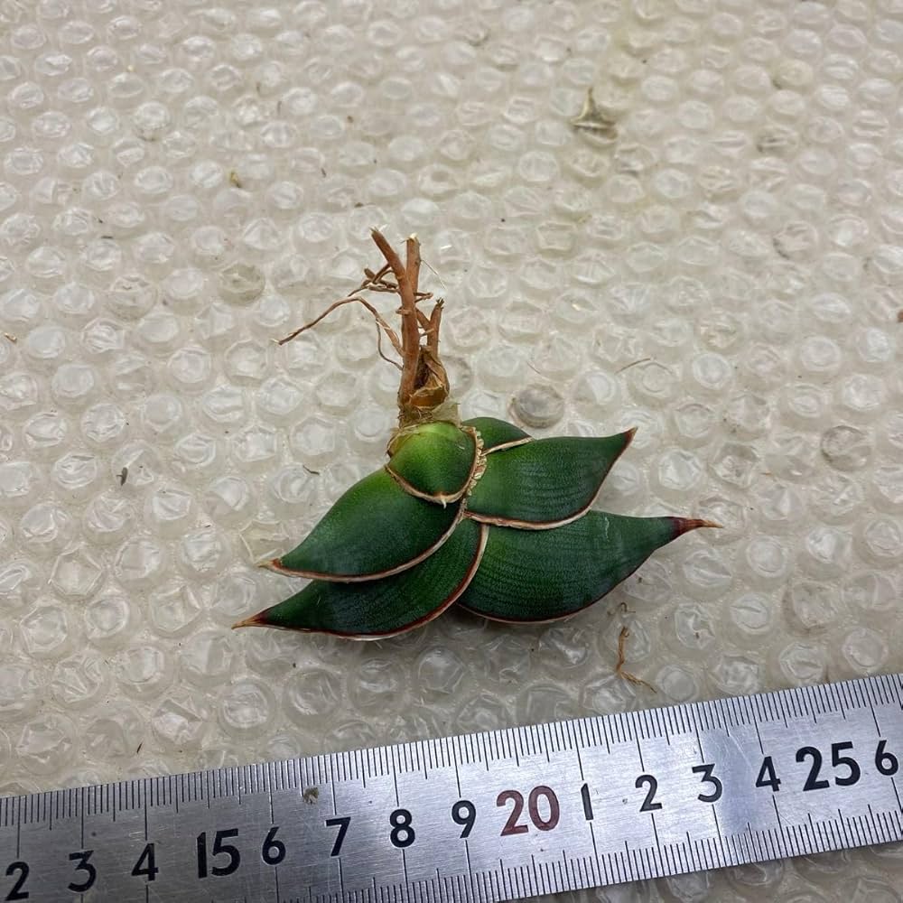 Amazon｜サンスベリア ロリダ 多肉植物 SANSEVIERA RORIDA LAV
